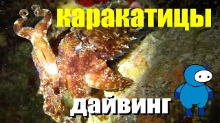 Каракатицы