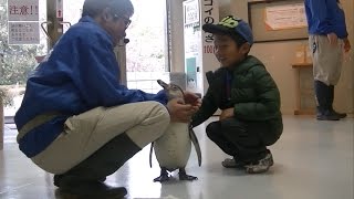 ペンギンとの触れ合い体験　おさかな館