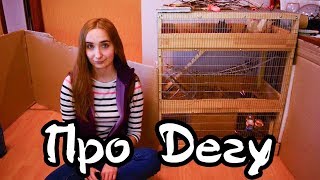 Жизнь с Дегу/ Плюсы и Минусы/ У Нас Пополнение