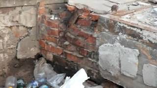 дикие крысы в Москве