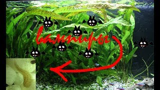 Улиточная пиявка.
