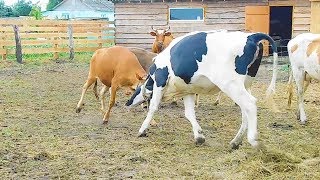 ТЕЛЯТА НАПАДАЮТ?ЭКСПЕРИМЕНТ НАД КОРОВАМИ?!EXPERIMENT ON COWS.CALVES ATTACK