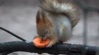 Небольшая зарисовка с незнакомым бельчонком / A small sketch with an unfamiliar squirrel