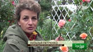 Надежные розы для сада  Сорт Априкола. Сайт "Садовый мир"