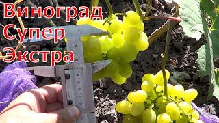 Сорт винограда Супер Экстра. Виноград 2014.