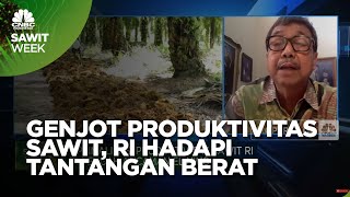 Pupuk Hingga Kemarau Panjang, Tantangan Genjot Produksi Sawit RI