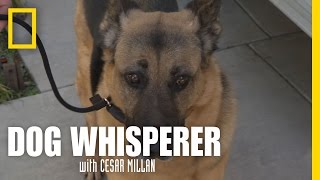Learning the Leash | Dog Whisperer