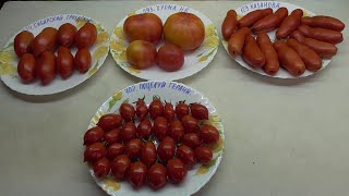 ТОМАТ "ПОЦЕЛУЙ ГЕРАНИ". №702. (Geranium Kiss, США). ДЕГУСТАЦИЯ. 