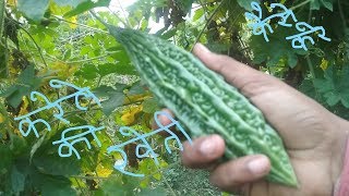 karela ki kheti इस तरह करें करेले की खेती I Bitter Gourd Farming