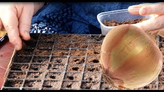 ОГРОМНЫЙ ЛУК из СЕМЯН БЫСТРО и БЕЗ ЗАМОРОЧЕК.