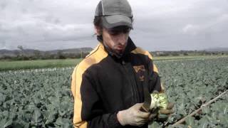 Trabajo de campo durante la Working Holiday Australia