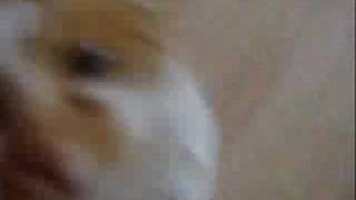 kitty porno