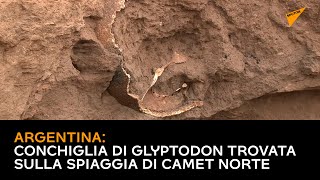 #Argentina: conchiglia di #Glyptodon trovata sulla spiaggia di Camet Norte