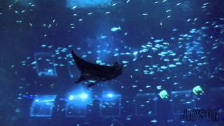S.E.A Aquarium @ RWS