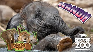 Nandi!