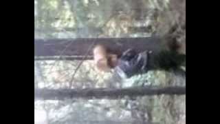 Как добыть кедровую шишку?