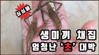 새우잡이 미끼,통발.선택은? Shrimp bait, trap. how to choose?