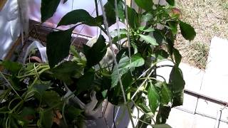 Passive Wick HydroSock Hydroponics Plant Therapy Video 6
