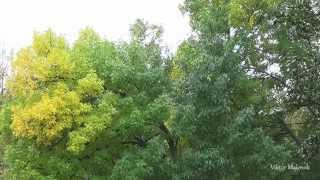 Осень дождь релакс медитация музыка сон Autumn rain relaxation meditation music dream