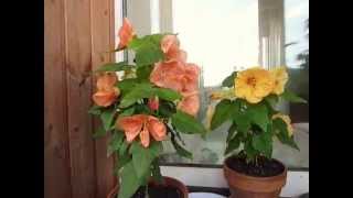 Абутилоны "Чайная розочка" и "Янина"; Abutilons 'Tea rose' and 'Yanina'