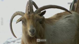 Alte Ziegenrassen ORF Salzburg heute
