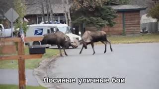 Подборка приколов для взрослых от ТраХ ТибидоХ №34