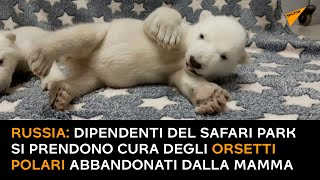 Russia: dipendenti del safari park si prendono cura degli orsetti polari abbandonati dalla mamma