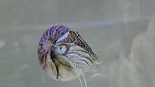 オウムガイ(Nautilus)