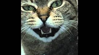 german rex cat facts