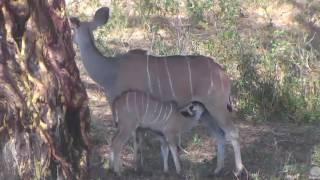 Nursing Kudu on Africa Animals cam. 07 February 2017