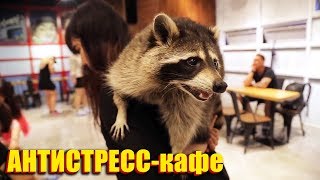 АНТИСТРЕСС КАФЕ С ЖИВОТНЫМИ В СЕУЛЕ | ЛУЧШЕЕ ОТ ОРЛА И РЕШКИ
