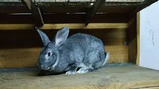 Chinchilla 6,9kg 1.0