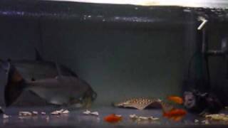 アルマータスカショーロ（Hydrolycus armatus）50～52cm給餌