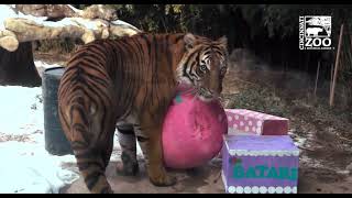 Tiger Batari's 5th Birthday - Cincinnati Zoo
