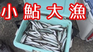 琵琶湖で小鮎釣り