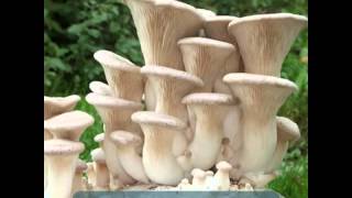 Виды грибов вешенок с фото и описанием