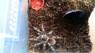 Cumali Av Peşinde (A.Geniculata Feeding)