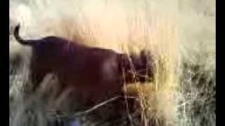 Nov 12 Dorothy tickling in tall grass.3g2