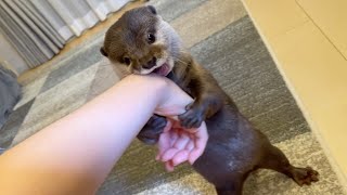 カワウソさくら 飼い主噛んじゃったらとりあえず水飲んで誤魔化すカワウソ otter that deceive when bite
