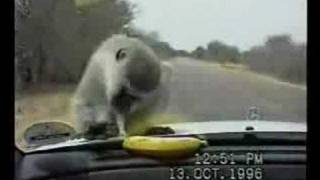 Monkey torture!