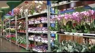 Marmari Ashxarh (orchidea) commercial