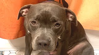 Mama dog was sad and lonely in shelter. Someone gave her a new life.