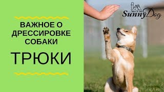 Важное о дрессировке собаки. Трюки - самое главное в дрессировке
