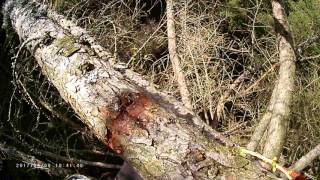 Geocaching GC4RE2M Krivon Modrinovy - Traditional Cache - Prachatice 8.4.2017
