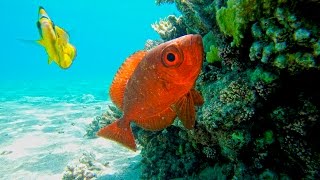 Природа Красного моря [Египет Шарм-Эль-Шейх]