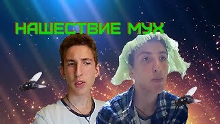 Нашествие мух