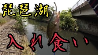 バス釣り琵琶湖遠征２日目　入れ食い！