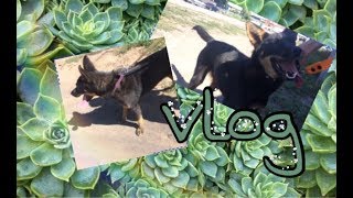 Влог!Иду в Зоомагазин за...????|VLOG