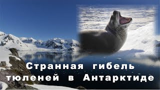 Странная гибель животных в Антарктиде