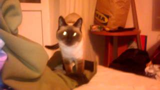 Cat from hell!